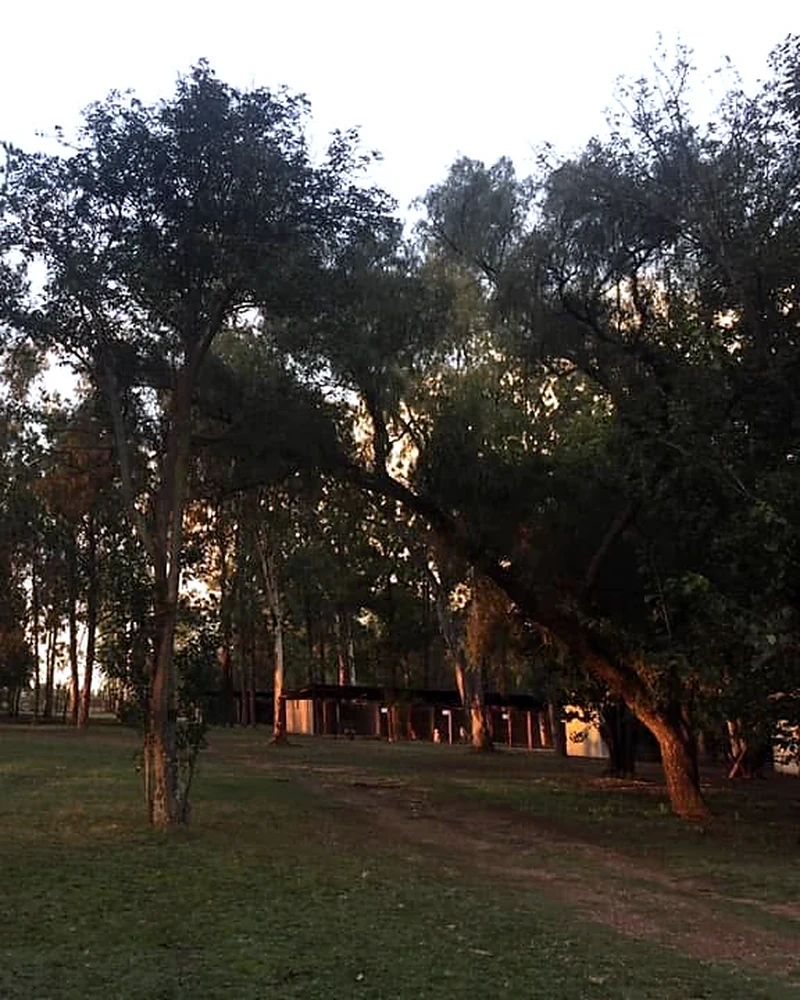 Boarding kennels among trees at A Floor of Dogs