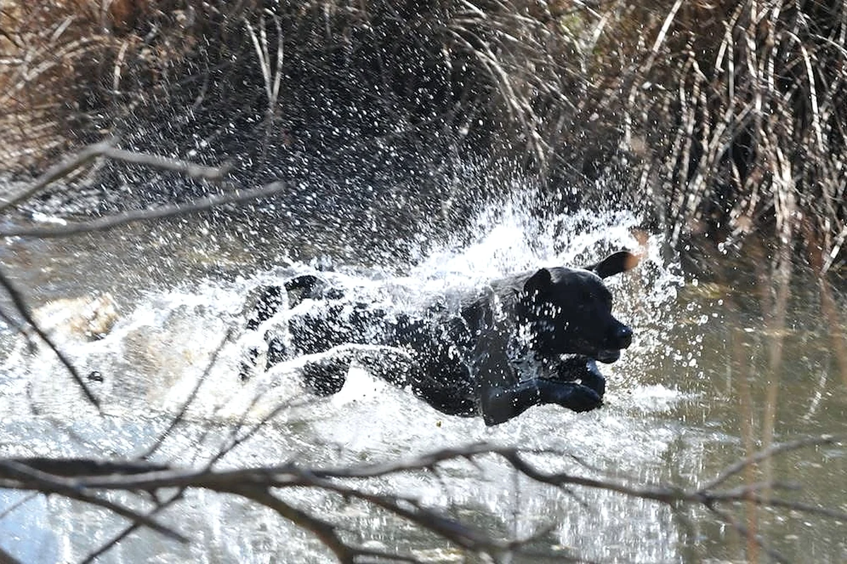 Gentleman Jack in a water-action gundog training scene